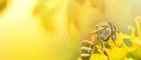 First Aid For Insect Bites And Stings: Tips And Other Helpful Info